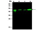 ATXN7L3 Antibody in Western Blot (WB)