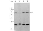 Beclin 1 Antibody in Western Blot (WB)