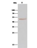 BLMH Antibody in Immunoprecipitation (IP)