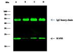 Flavin reductase Antibody in Immunoprecipitation (IP)