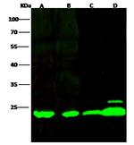 Flavin reductase Antibody in Western Blot (WB)