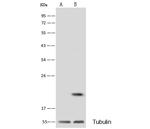 Flavin reductase Antibody in Western Blot (WB)