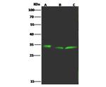 BST-2 Antibody in Western Blot (WB)