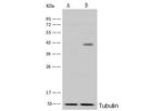 BVES Antibody in Western Blot (WB)