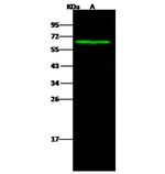 Carbonic Anhydrase IX Antibody in Western Blot (WB)