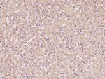 Calreticulin Antibody in Immunohistochemistry (Paraffin) (IHC (P))