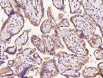 Calreticulin Antibody in Immunohistochemistry (Paraffin) (IHC (P))