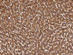 Calreticulin Antibody in Immunohistochemistry (Paraffin) (IHC (P))