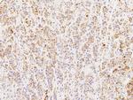 MCP-1 Antibody in Immunohistochemistry (Paraffin) (IHC (P))