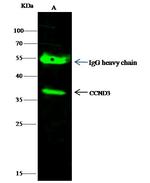 Cyclin D3 Antibody in Immunoprecipitation (IP)