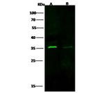 Cyclin D3 Antibody in Western Blot (WB)