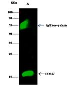 CD3z Antibody in Immunoprecipitation (IP)