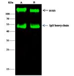 B7-H3 Antibody in Immunoprecipitation (IP)