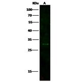 CD300e Antibody in Western Blot (WB)