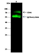 CD46 Antibody in Immunoprecipitation (IP)