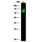 CD46 Antibody in Western Blot (WB)