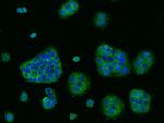 CD47 Antibody in Immunocytochemistry (ICC/IF)