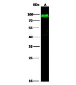 CD55 Antibody in Western Blot (WB)