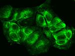 CD79b Antibody in Immunocytochemistry (ICC/IF)