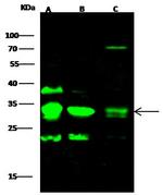 CD79b Antibody in Western Blot (WB)