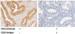 CD82 Antibody in Immunohistochemistry (Paraffin) (IHC (P))