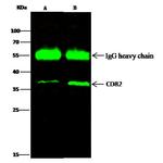 CD82 Antibody in Immunoprecipitation (IP)