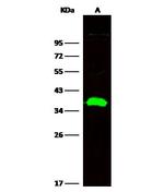 CD82 Antibody in Western Blot (WB)