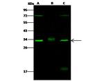 CDK4 Antibody in Western Blot (WB)