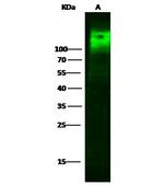 CEACAM1 Antibody in Western Blot (WB)