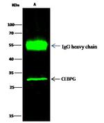 C/EBP gamma Antibody in Immunoprecipitation (IP)