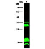 C/EBP gamma Antibody in Western Blot (WB)