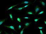 Chk1 Antibody in Immunocytochemistry (ICC/IF)