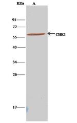 Chk1 Antibody in Immunoprecipitation (IP)