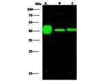 Creatine Kinase BB Antibody in Western Blot (WB)