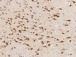 CIDEA Antibody in Immunohistochemistry (Paraffin) (IHC (P))