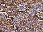 COX5B Antibody in Immunohistochemistry (Paraffin) (IHC (P))