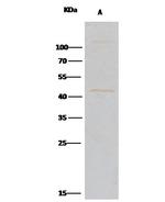 Carboxypeptidase A1 Antibody in Immunoprecipitation (IP)