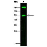 Carboxypeptidase A1 Antibody in Western Blot (WB)