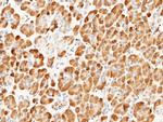 Carboxypeptidase A2 Antibody in Immunohistochemistry (Paraffin) (IHC (P))