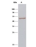 CPVL Antibody in Immunoprecipitation (IP)