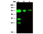 CPVL Antibody in Western Blot (WB)