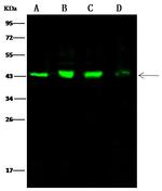 Citrate Synthase Antibody in Western Blot (WB)