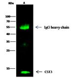 Cystatin C Antibody in Immunoprecipitation (IP)