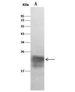 Cystatin F Antibody in Western Blot (WB)