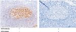 Cystatin A Antibody in Immunohistochemistry (Paraffin) (IHC (P))