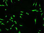 CtBP1 Antibody in Immunocytochemistry (ICC/IF)