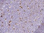 Cathepsin S Antibody in Immunohistochemistry (Paraffin) (IHC (P))