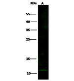 CXCL2 Antibody in Western Blot (WB)