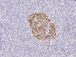 CXCL5 Antibody in Immunohistochemistry (Paraffin) (IHC (P))