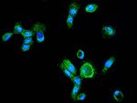 LAP3 Antibody in Immunocytochemistry (ICC/IF)